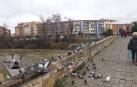 Las palomas eligen Santa Engracia