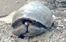 Hallan en Galápagos una tortuga gigante que se creía extinta desde hace 100 años