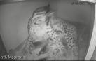 Nacen tres linces ibérricos en Doñana