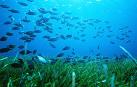 Todos los ecosistemas marinos están contaminados