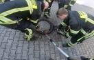 Siete bomberos para rescatar a una rata gorda atrapada en la tapa de una alcantarilla