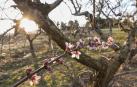 Las cosechas de uva, fruta y almendra, en riesgo ante las previsibles heladas