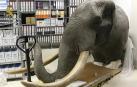 Incautadas diversas partes de un elefante africano en Navarra