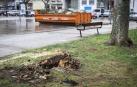 El chopo que cayó el martes fue troceado  y depositado en un contenedor. Ayer se talaron otros dos.