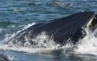 Momento en el que la ballena se traga al buceador.