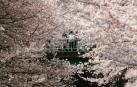 Cerezos en flor en un parque en Tokio (Japón)
