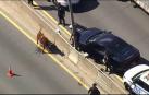 Una vaca causa el caos en una autopista de Nueva York