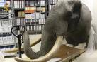 La investigación revela el destino de la cabeza de elefante hallada en Pamplona