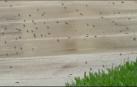 Los sapos invaden la ciudad de Palm Beach en Florida