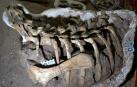 Carcasa del dinosaurio Mahuidarcursor descubierto en Argentina