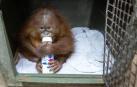 Hallan un orangután en una maleta en el aeropuerto de Bali