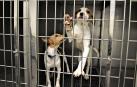 Recogidos más de 700 perros y 850 gatos abandonados en 2018