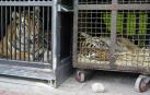 Madrid prohibirá los circos con animales salvajes