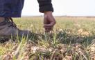 Una persona se agacha para mirar el estado de las plantas de cereal en un campo de secano de Tudela.