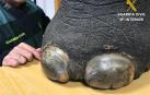 Detenido por intentar vender una pata de elefante con forma de taburete