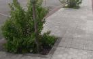 Alertan de dejadez en el cuidado de zonas verdes en Pamplona y Comarca