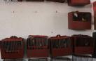 Condenados por enviar jilgueros por mensajería común en cajas cerradas