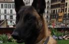 Tyrion, el nuevo perro policía de Pamplona, localiza 78g de speed dentro de un coche