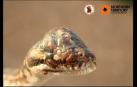 Hallan una serpiente con tres ojos en Australia