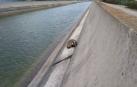Bomberos de Navarra rescatan a un tejón en el canal de Navarra