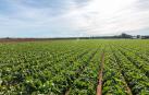 Campos de cultivo cercanos a la nueva planta de Vegetales Línea Verde en Torre-Pacheco (Murcia)