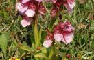 Navarra es una tierra rica en orquídeas, unas plantas que protagonizan un par de talleres estos días.