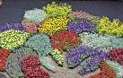 Flores para movilizar