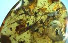 Pieza de ámbar que muestra en su interior una enorme inclusión de amonites y otros animales.