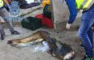 Uno de los siluros pescados ilegalmente en el Ebro para ser vendidos en Rumanía
