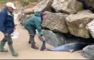 Hallan 17 delfines varados en Cantabria, 14 de ellos muertos