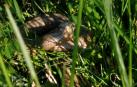 Alertan de la presencia de una culebra en Mutilva