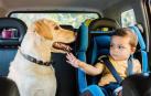 seguros coche mascota