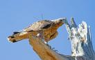 El proyecto de recuperación del águila Bonelli concluye con un seminario en Sangüesa
