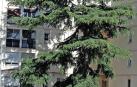 El pino que 'entorpece' a los vecinos de Blas de la Serna, en la Milagrosa