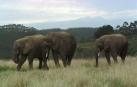 La supervivencia del elefante en &Aacute;frica est&aacute; en grave riesgo