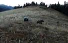 Francia llama 'Claverina' y 'Sorita' a las dos osas introducidas en el Pirineo