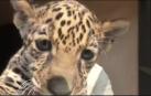 Nueva bebé jaguar en el zoológico de Tlaxcala, en México