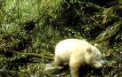 Un raro ejemplar de oso panda albino es avistado en China