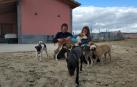 Adopciones de perros dentro y fuera de España desde Andosilla