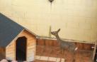 El corzo que saltó al patio de una casa de Milagro