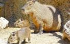 Nacen dos capibaras en Terra Natura, una especie amanezada debido a la caza