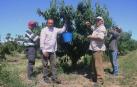 La ausencia de lluvia mejora la producción de cereza de Milagro