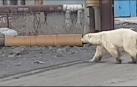 Una osa busca comida