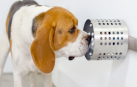 Los perros son capaces de detectar el cáncer de pulmón con el olfato