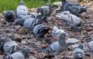 La captura de 1.000 palomas no acaba con el exceso de población