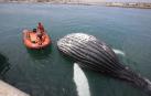 El cadáver de un cetáceo, al parecer una cría de ballena, ha aparecido este sábado varado en la escollera que da acceso al puerto de Gandía.
