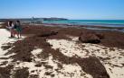 Una alga invasora se convierte en una pesadilla en Cádiz y Ceuta