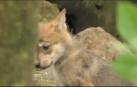 Cachorros de lobo en un zoo de México
