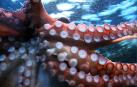 Imagen de las ventosas de un pulpo.