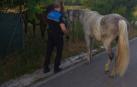 Retirados dos caballos de la vía pública en San Jorge